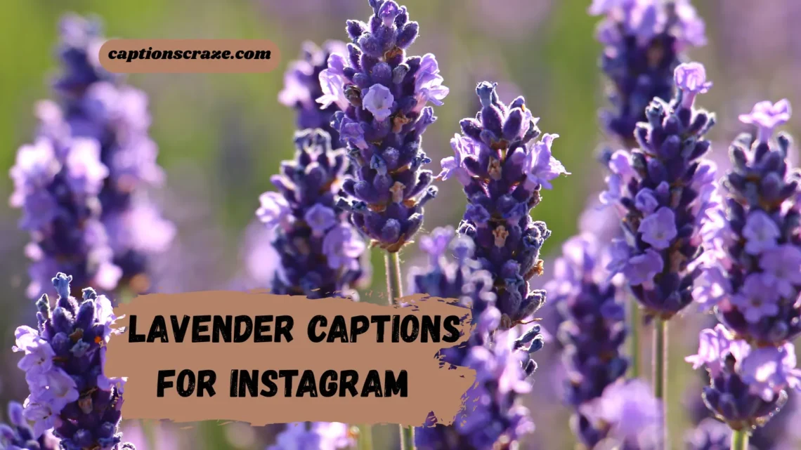 beautiful-lavender-captions-for-instagram