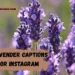 beautiful-lavender-captions-for-instagram
