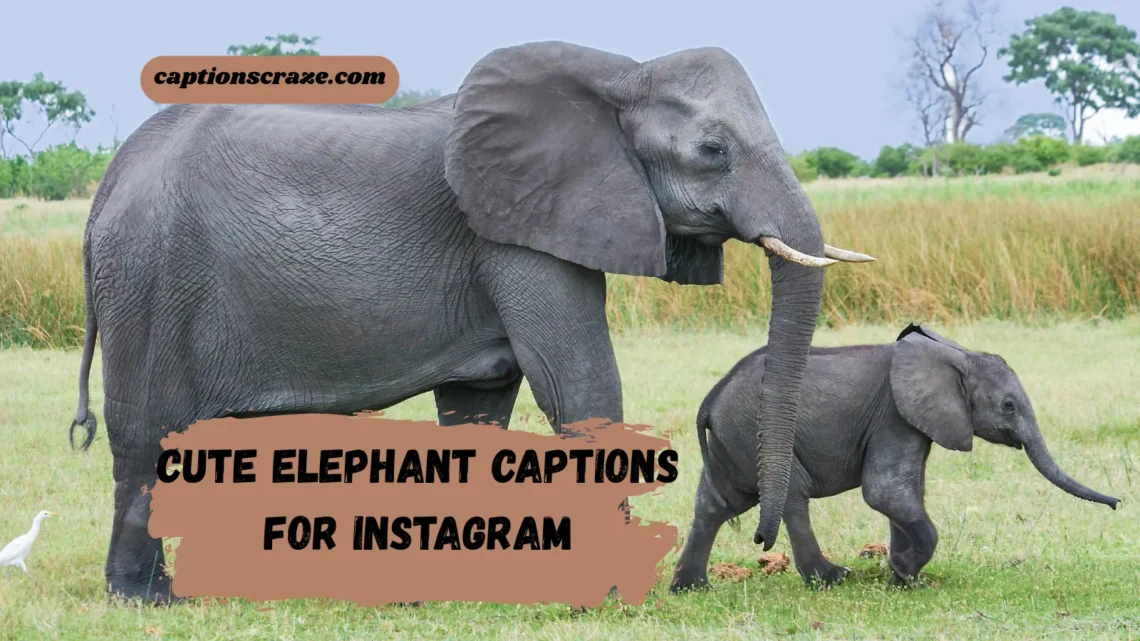 cute-elephant-captions-for-instagram