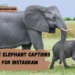 cute-elephant-captions-for-instagram