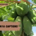 papaya-captions