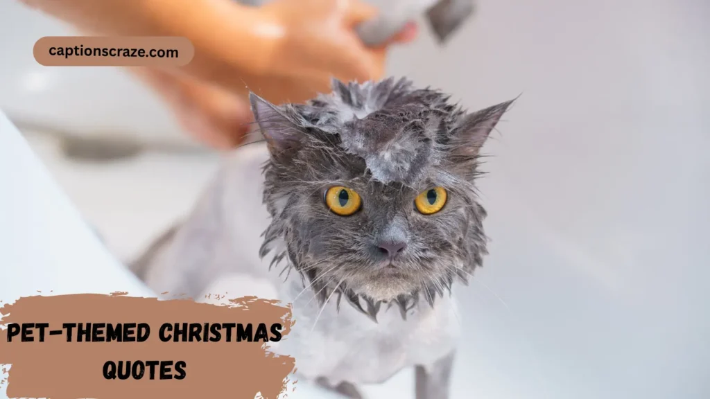 pet-themed-christmas-quotes