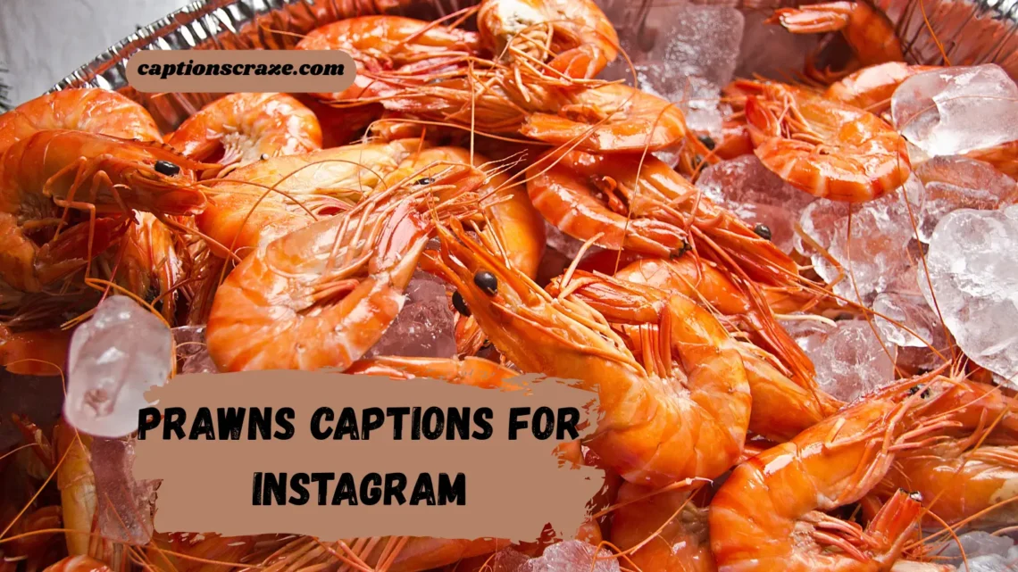 prawns-captions-for-instagram