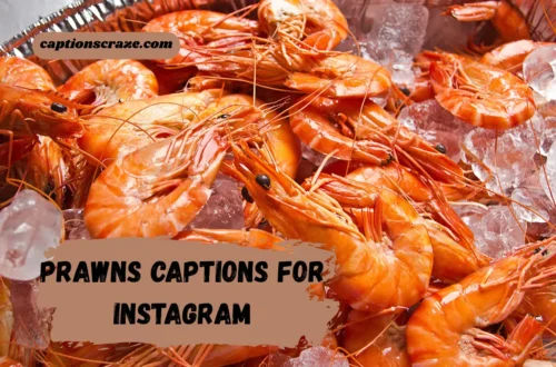 prawns-captions-for-instagram