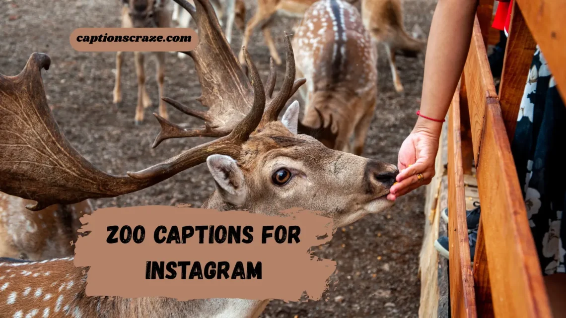 zoo-captions-for-instagram