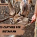 zoo-captions-for-instagram
