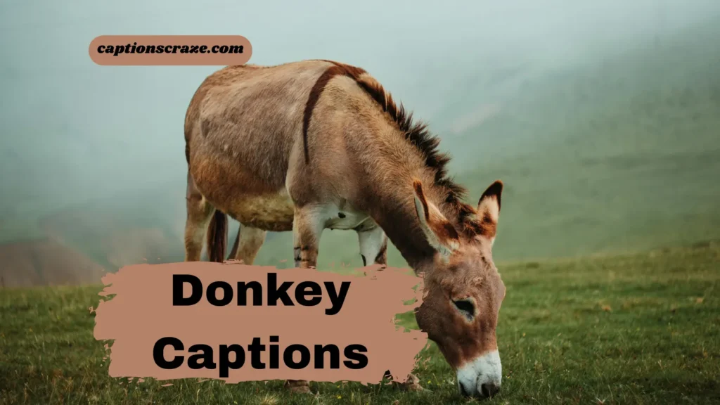 Donkey Captions for Instagram