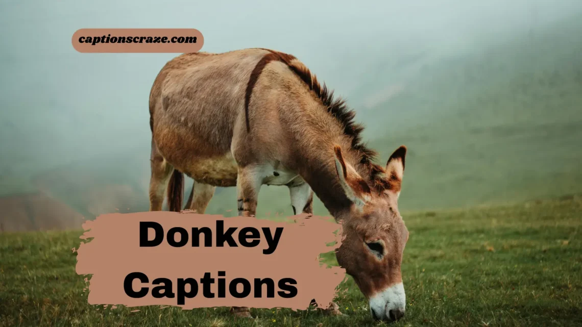 Donkey Captions for Instagram