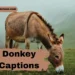 Donkey Captions for Instagram
