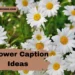 flower-caption-ideas-for-social-media