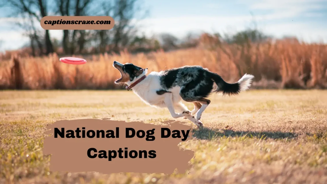 national-dog-day-instagram-captions