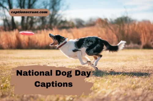 national-dog-day-instagram-captions
