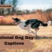 national-dog-day-instagram-captions
